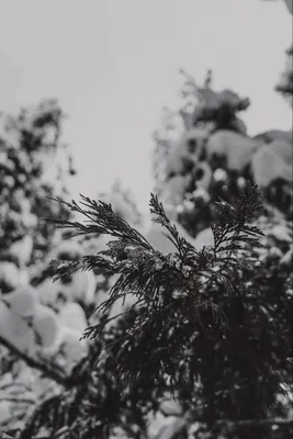 Снег зима природа - 72 фото