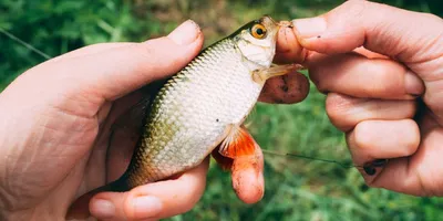 Самая весенняя рыбалка: болонская ловля плотвы на малых реках