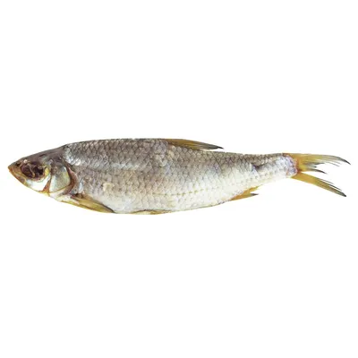 Фотогалерея - Рыбы (Pisces) - Плотва и гибрид плотва х лещ (густера) -  Природа Республики Мордовия