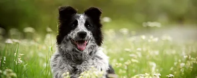 Подкожный клещ у собак: симптомы, виды, профилактика - Bravecto RU