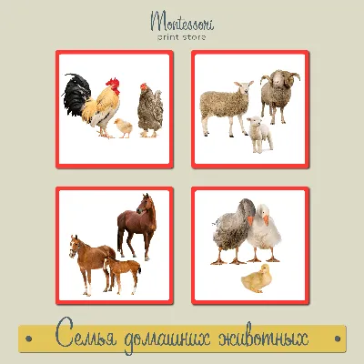 Помощь и поддержка для владельцев домашних животных из Украины - Laru Helps  Ukraine e.V.