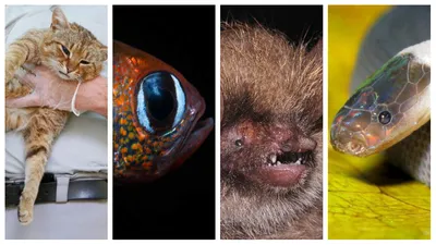 Смешные до слез: подборка забавных фото животных со всего мира: Идеи и  вдохновение в журнале Ярмарки Мастеров