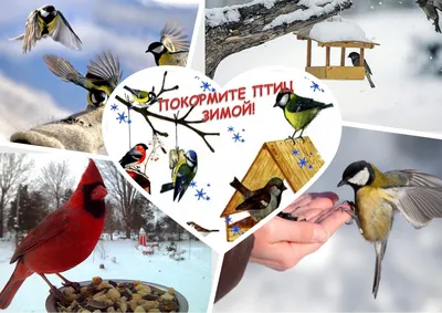 Акция: «Покормите птиц зимой!» | Уездные вести
