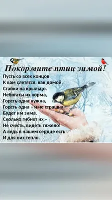 Покормите птиц зимой» - Нижняя Тавда сегодня