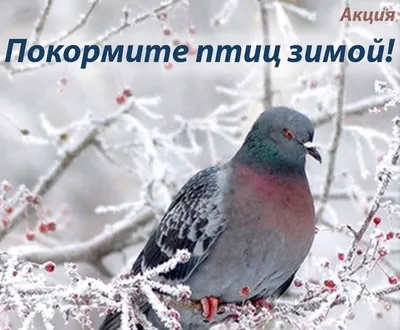 Акция «Покормите птиц зимой»