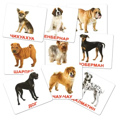 Названы идеальные породы собак для города - РИА Новости, 25.01.2022