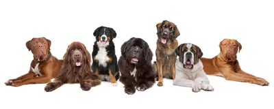 Какие породы собак подвержены заболеваниям сердца? - Ветеринарная клиника  TerraVet