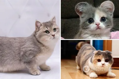 Породы кошек картинки фотографии