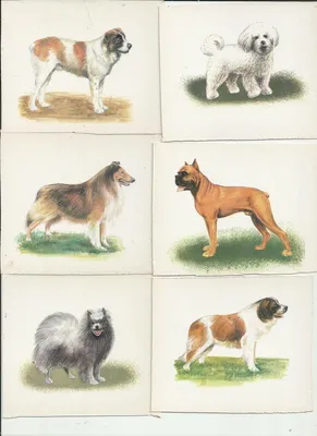 Собака немецкая овчарка , рисунок в …» — создано в Шедевруме