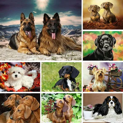 Раскраски собаки овчарки - 57 фото