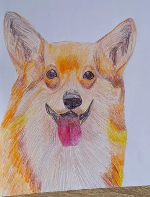 Собака карандашом рисунок немецкая овчарка (28 шт)