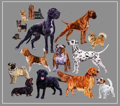 Картина на полотне Собака, позвоночное животное и порода собак № s00077 в  ART-holst.com.ua