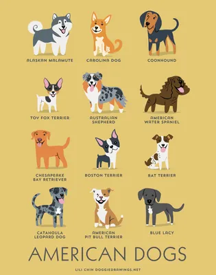 Названия пород собак на английском | English2017