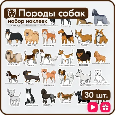 Породы собак 20 карточек (id 8360139)