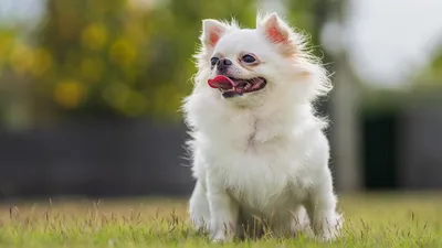 Сиба-ину: все о собаке, фото, описание породы, характер, цена