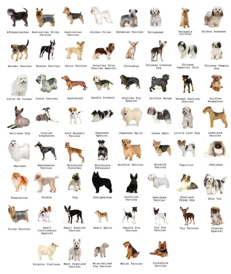Породы Собак С Фотографиями И Названиями Ценами – Telegraph