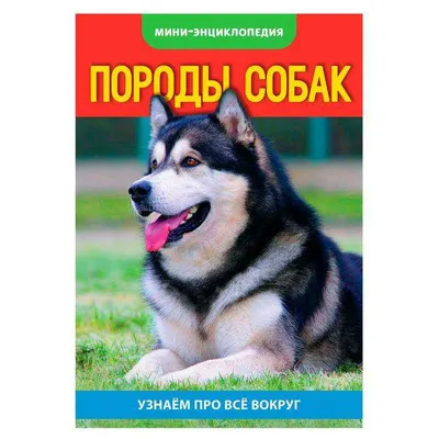 Популярные породы маленьких собак. Топ-10 мелких пород в России и за рубежом
