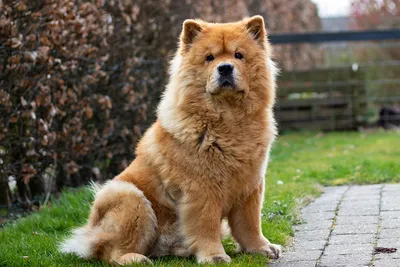 Самая дорогая собака в мире: фото | Центропресс | сетевое издание | Дзен
