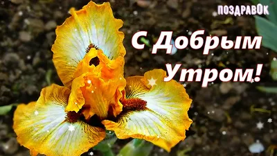 Доброе утро любимая своими словами | Поздравления и пожелания | Дзен