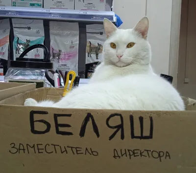 Как зооволонтеры Москвы помогают бездомным животным