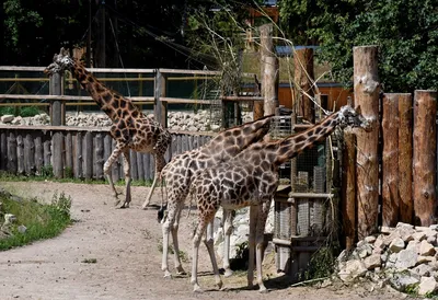 Зоопарк Tampa ZooQuarium: зоопарк Тампа и аквариум Флориды | Tiqets