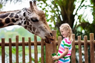 В Рижском зоопарке от старческих недугов скончались два жирафа / Статья