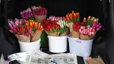 Обои Праздничные Международный женский день - 8 марта, обои для рабочего  стола, фотографии праздничные, международный женский день - 8 марта, цветы,  тюльпаны, розовые, 8, марта, pink, tulips, march Обои для рабочего стола,