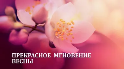 Красивые весенние цветы открытки - 62 фото