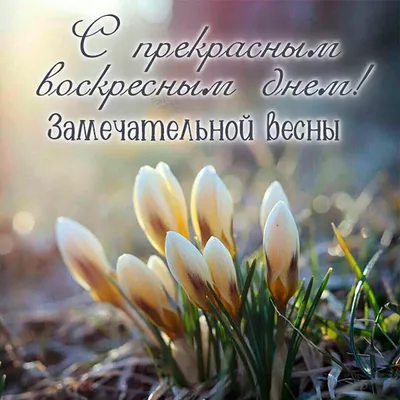 Всех прекрасных дам с праздником ВЕСНЫ! :: Владимир Клюев – Социальная сеть  ФотоКто