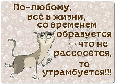 Юмор от подписчиков - смешные картинки и анекдоты | Бросаем пить вместе |  Дзен