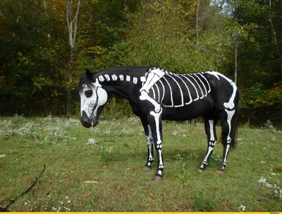 смешные картинки (фото приколы) :: конь :: животные :: skeleton :: horse /  смешные картинки и другие приколы: комиксы, гиф анимация, видео, лучший  интеллектуальный юмор.