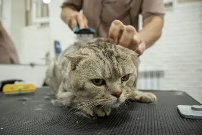 Максимально социальные коты»: сколько стоит содержать двух сфинксов