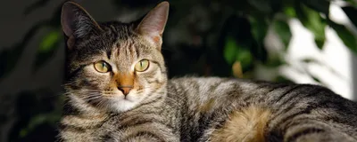 Жизнь с появлением кота. Прикольные комиксы про кошек | Gatos, Cómics de  gato, Lenguaje de los gatos