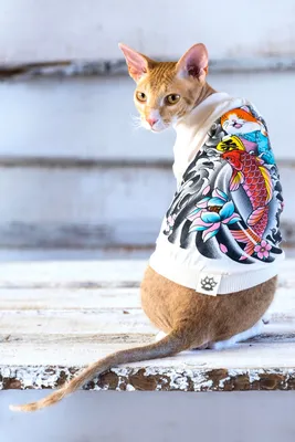 Одежда для кошек сфинкс футболка М с принтом \"Якудза Кот\" ALFAKOT для котов  и собак мелких пород - купить с доставкой по выгодным ценам в  интернет-магазине OZON (753391530)