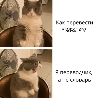 Лучшие мемы с котами, покорившие соцсети - Рамблер/субботний