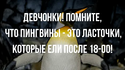 Не хотелось бы хвастаться, но 14-дневную диету я выполнил за 4 часа 27  минут / Приколы для даунов :: кот :: разное / картинки, гифки, прикольные  комиксы, интересные статьи по теме.