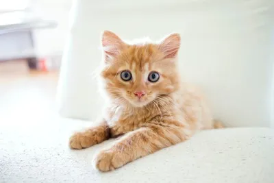 Рыжие котята в добрые руки | Пикабу