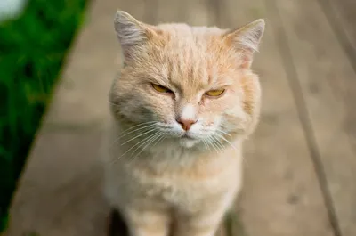 рыжий кот :: simabossneko :: котэ (прикольные картинки с кошками) / смешные  картинки и другие приколы: комиксы, гиф анимация, видео, лучший  интеллектуальный юмор.