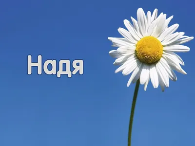 Приколы про Надю - 69 фото