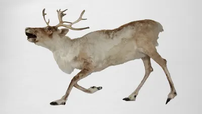 Милые олени в белом уродливом свитере и празднуют зимние каникулы -  векторная иллюстрация, изолированная на прозрачном фоне Иллюстрация вектора  - иллюстрации насчитывающей клаус, немного: 157941574