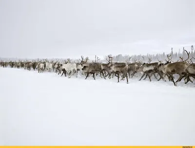 3 цвета в наличии, милые маленькие броши с оленями для женщин, брошь в виде  пятнистого оленя, брошь в виде животного, аксессуары для пальто, детский  подарок – лучшие товары в онлайн-магазине Джум Гик