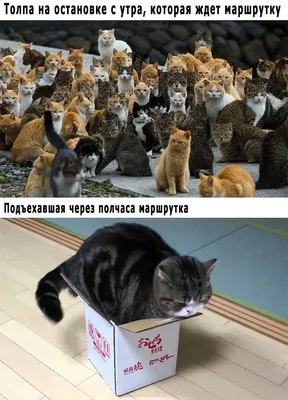 Кружка с котом, с котиком прикольные животные мем с кошкой Kupicup  148725427 купить в интернет-магазине Wildberries