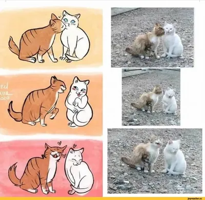 любовь :: ItzelAkiraArt :: животные :: отношения :: котэ (прикольные  картинки с кошками) / смешные картинки и другие приколы: комиксы, гиф  анимация, видео, лучший интеллектуальный юмор.