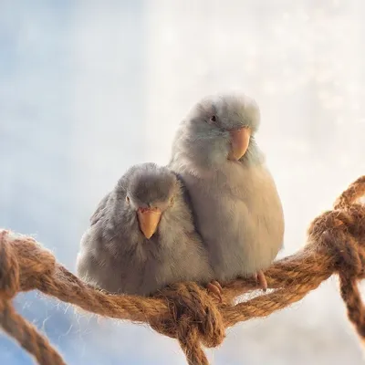 Любовь на крыльях: фото влюбленных друг в друга попугаев заставят тебя  покраснеть – Люкс ФМ