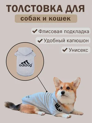 Худи, толстовка, кофта, свитшот для собак, кошек Adidog - купить с  доставкой по выгодным ценам в интернет-магазине OZON (1047706469)
