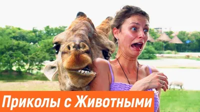 Прикольные и смешные от Димон за 04.09.2020 08:44