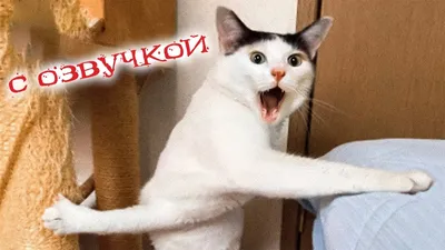 лучшая подборка приколов с животными 👈 👉 the best selection of jokes with  animals