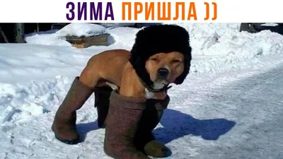 Кто ты зимой? ⛄️ #юмор #русланмухтаров #мем #приколы #мемы #прикол #ржака |  Instagram