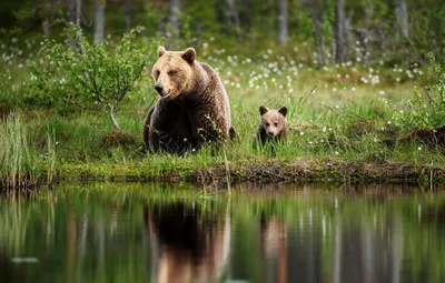 Коллаж на тему лето. Природа России,Сибирь,Новосибирская область Stock-Foto  | Adobe Stock