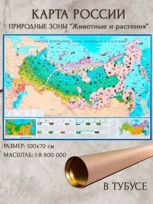 Природные зоны России. Начальная школа – скачать книгу fb2, epub, pdf на  ЛитРес